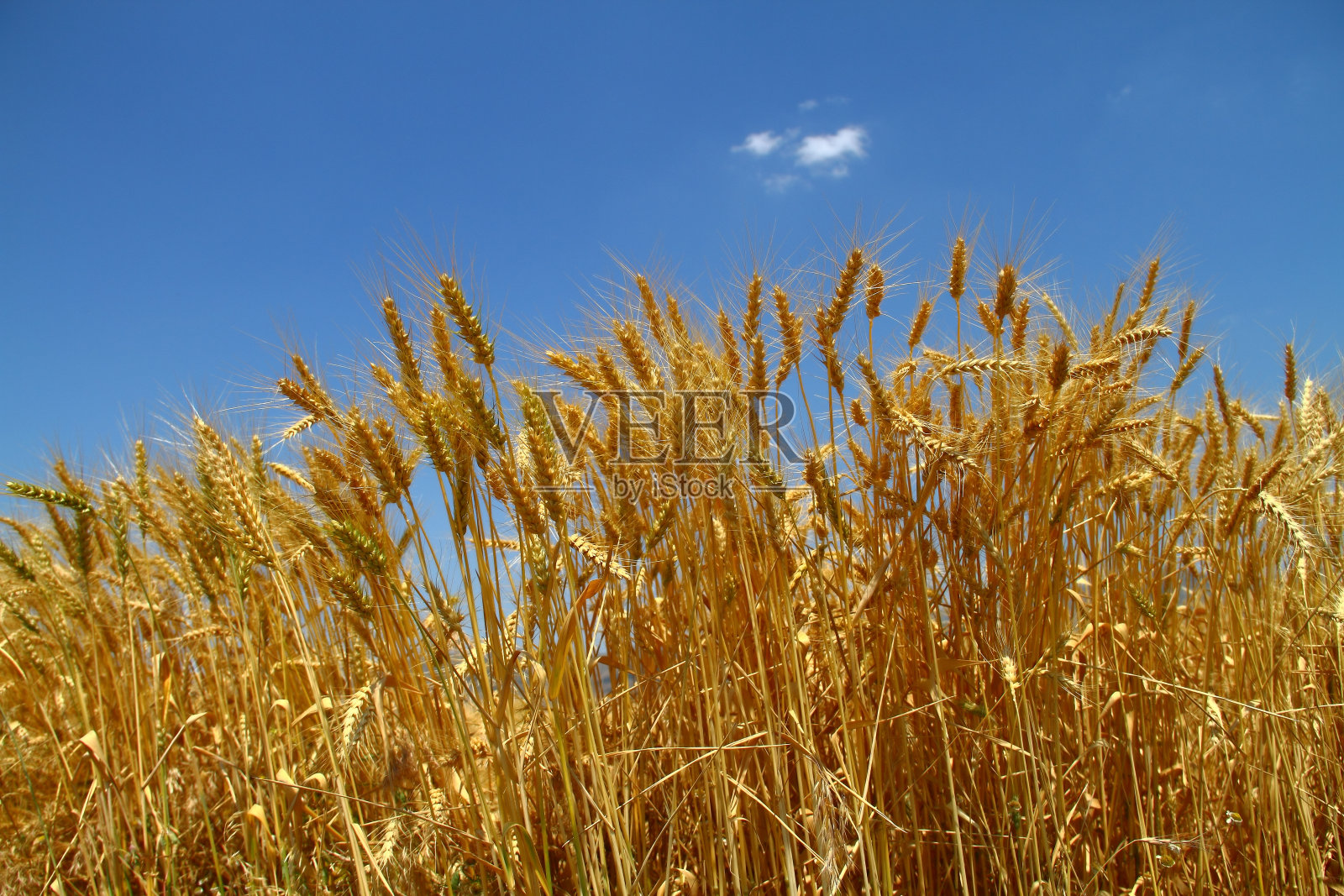 蓝天上金色的小麦照片摄影