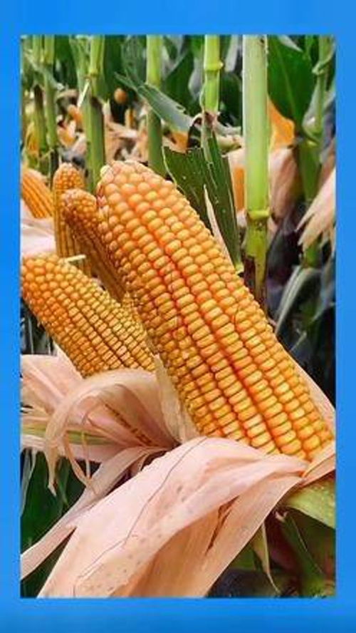 三农 优质农产品 种子 高产玉米种子 玉米