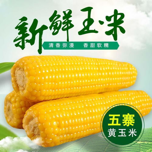 山西特产 五寨康宇有机玉米 220g 8根新鲜黄玉米棒