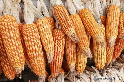 玉米价格冲到了1.7元 斤,为历年来最高,还能继续高下去吗