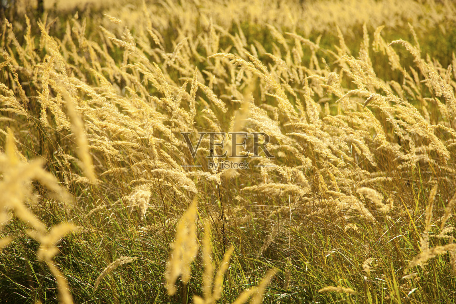 金色的小麦照片摄影