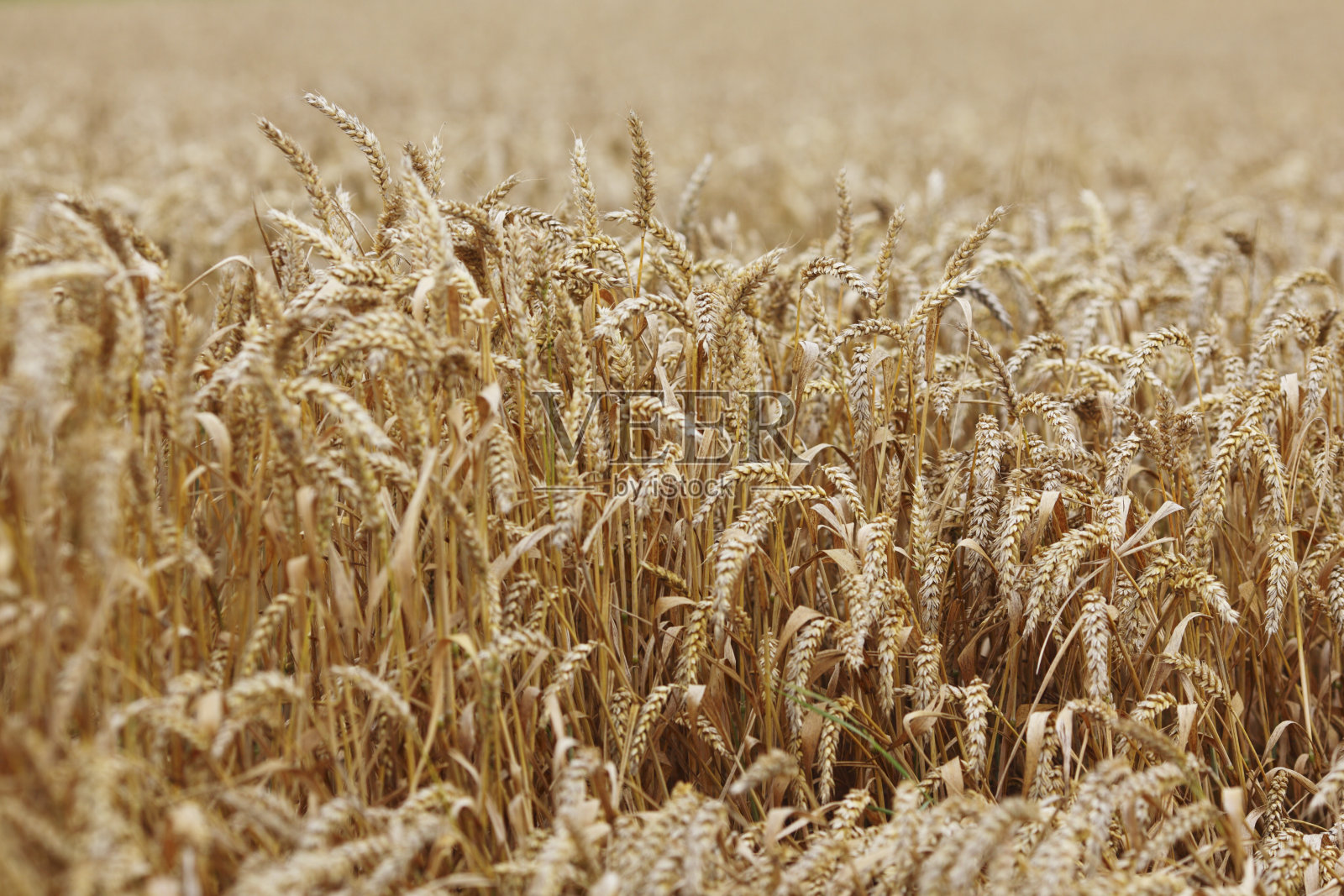农田里的小麦照片摄影
