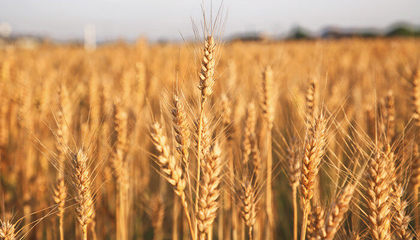 小麦花的主要结构