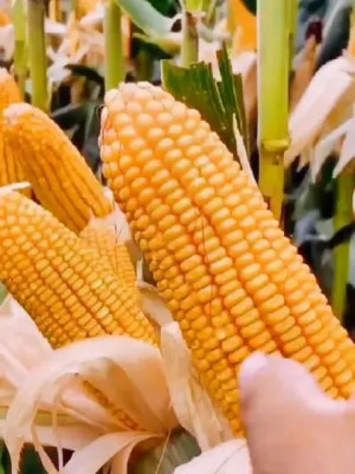 三农 五谷杂粮 高产玉米种子 玉米 玉米种子批发 优质农产品