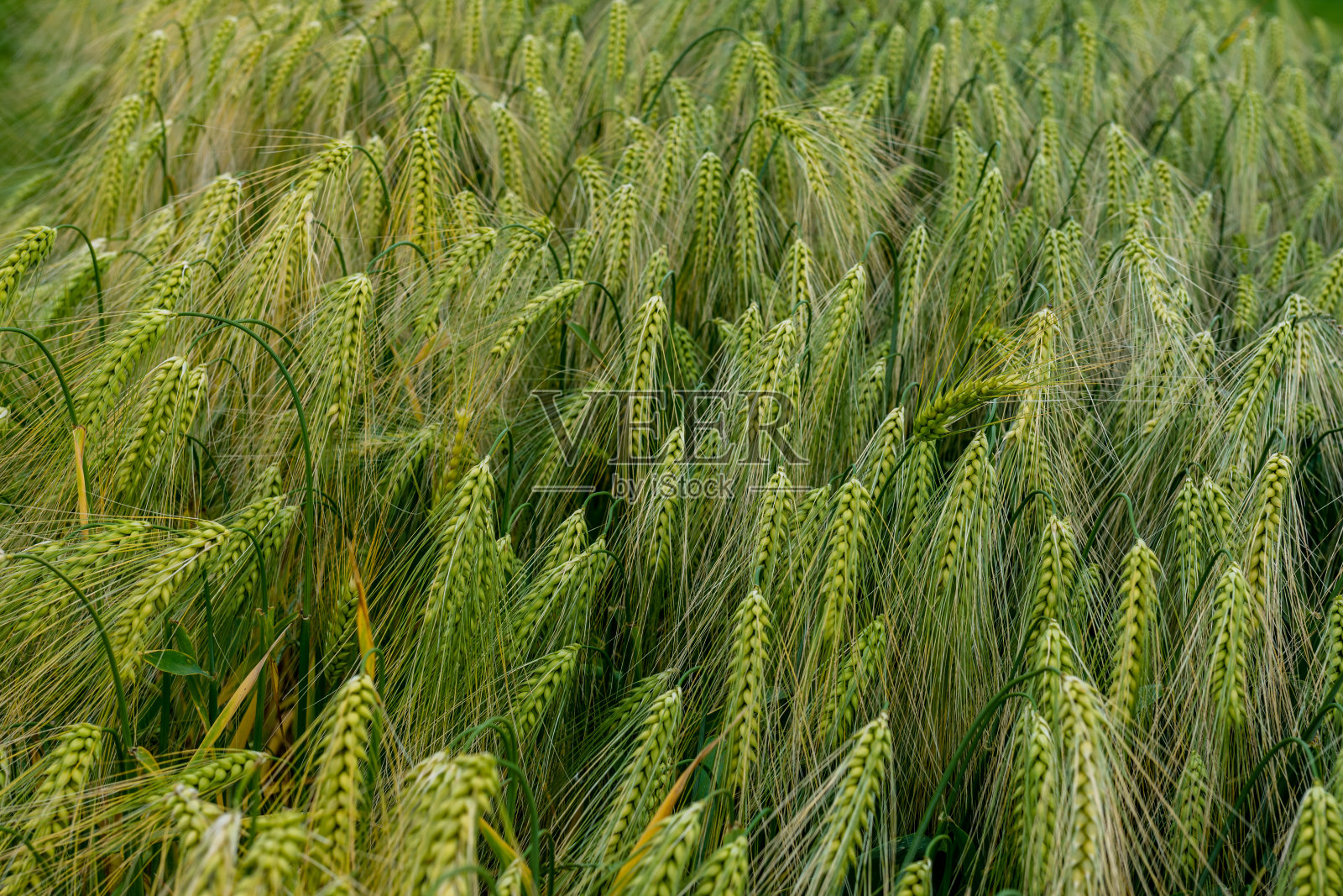 长穗的玉米和小麦在地里生长。照片摄影