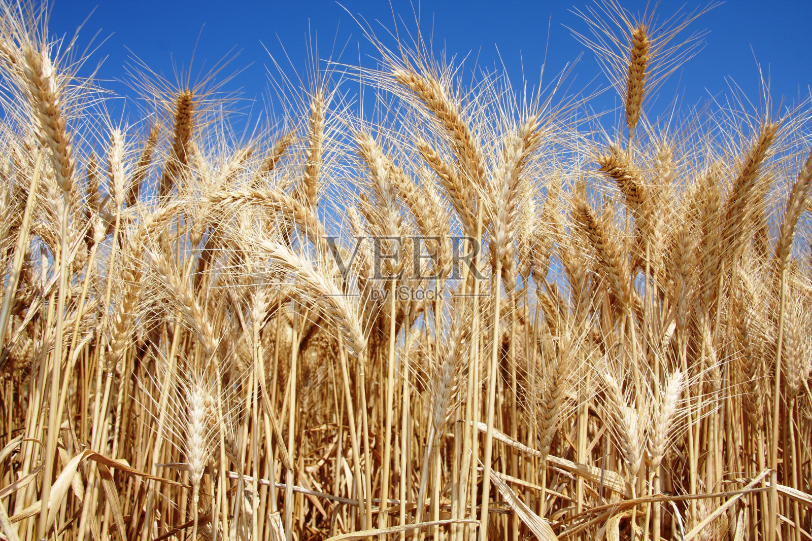 小麦作物照片摄影
