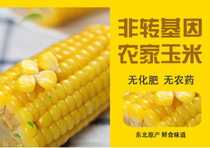 农家特产青穗黄黏玉米糯玉米6根装 鲜玉米