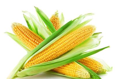 农业农村部调整农产品供需预期:玉米产不足需 大豆进口量被下调
