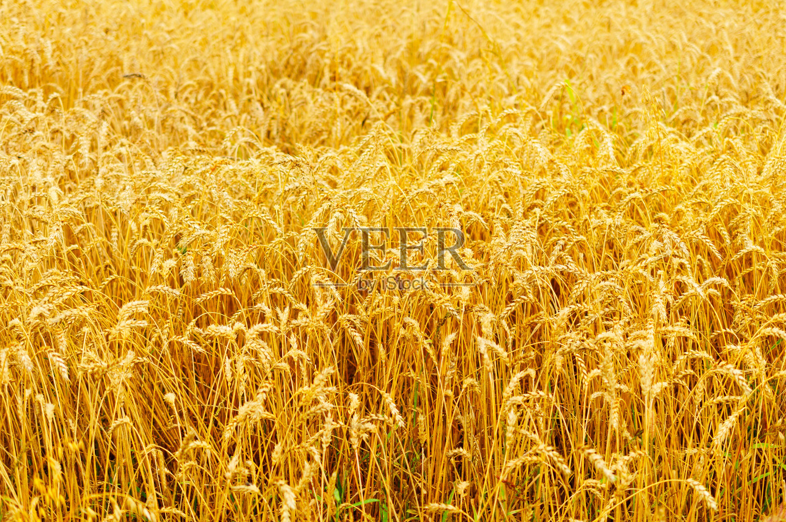 许多小麦的耳朵照片摄影