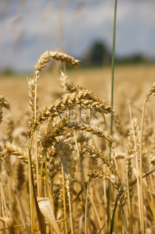 耳朵的小麦照片摄影