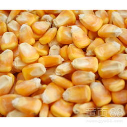 【常年求购玉米黄豆高粱荞麦等农副产品】-